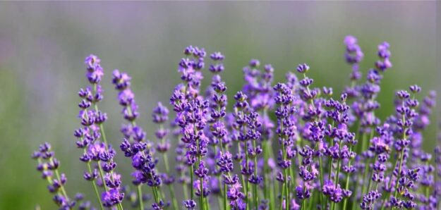 Lavendel